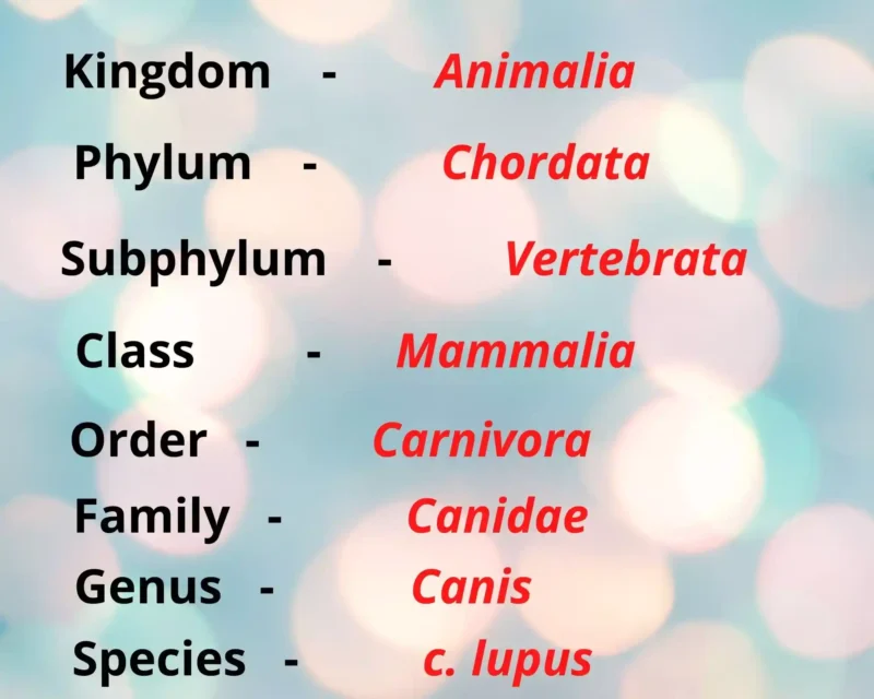 वर्गीकरण ,Taxonomy in hindi