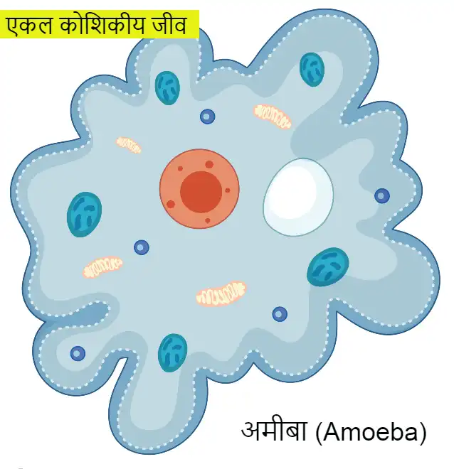amoeba, अमीबा 