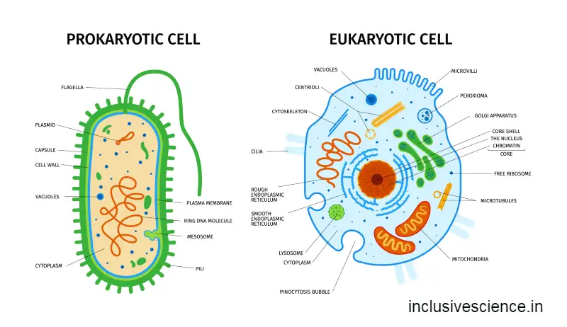 prokaryotic cell and eukaryotic cell