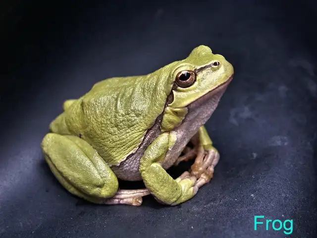 Vertebrates and Invertebrates in Hindi