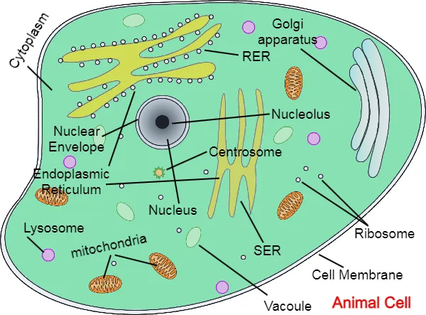 animal cell in hindi