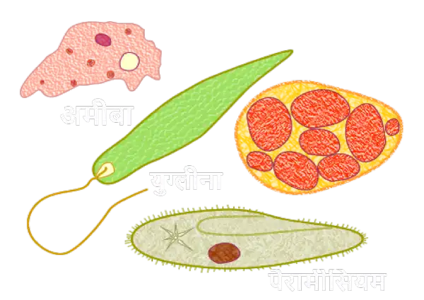 protozoa in hindi