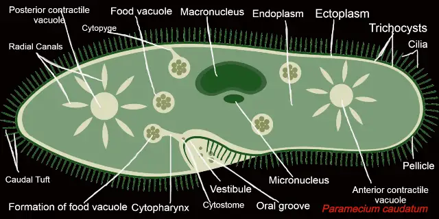 paramecium in hindi