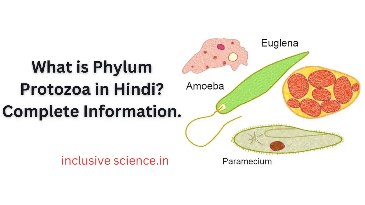 प्रोटिस्टा जगत, प्रोटोजोआ,what is phylum protozoa in hindi