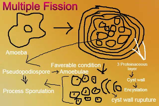 Asexual reproduction in hindi