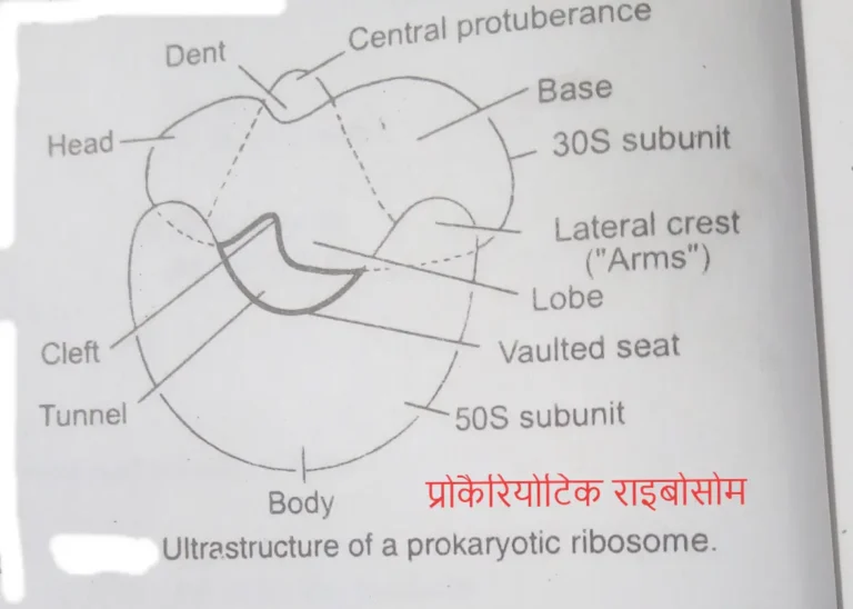Prokaryotic ribosome in Hindi