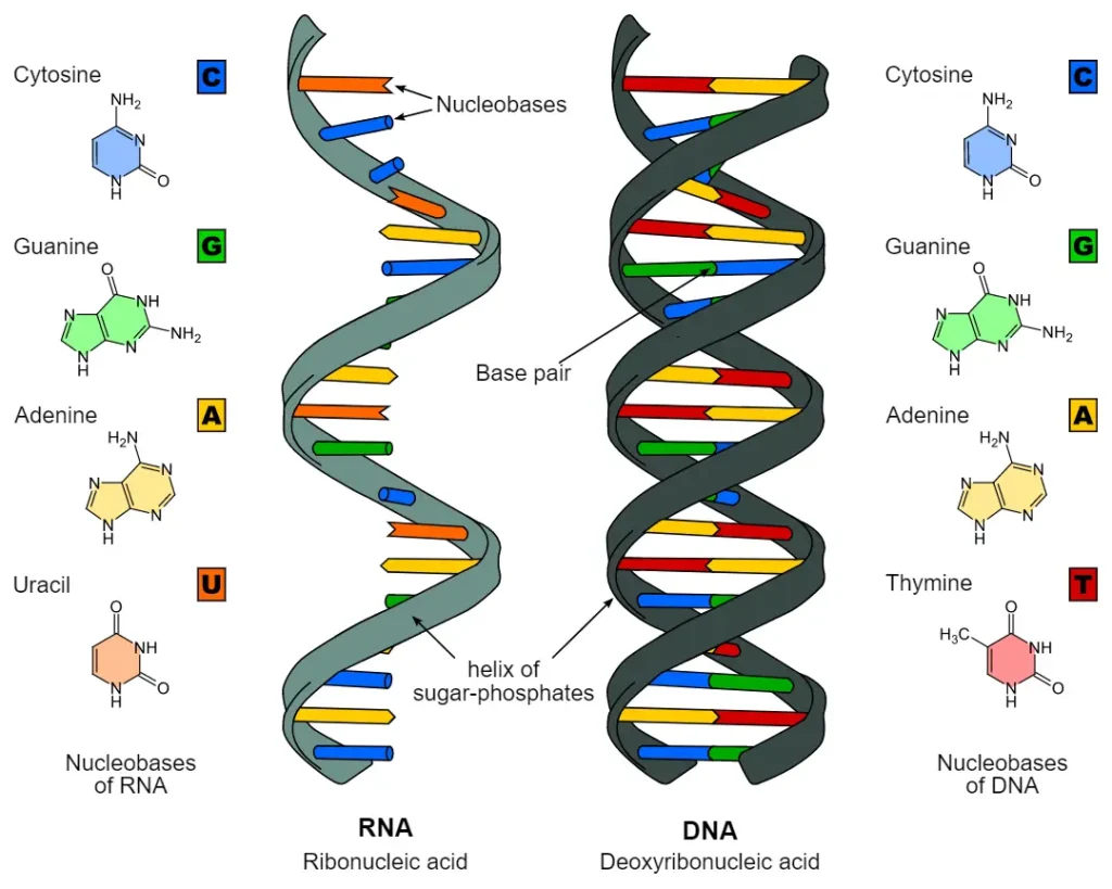 RNA in hindi