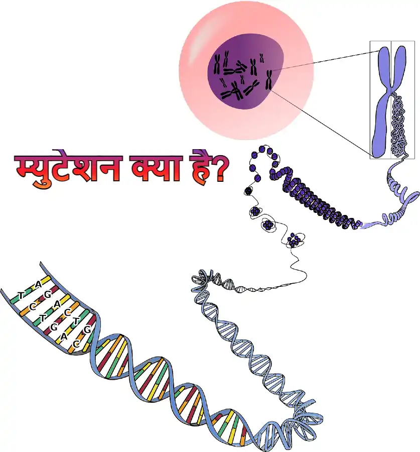 Mutation in hindi