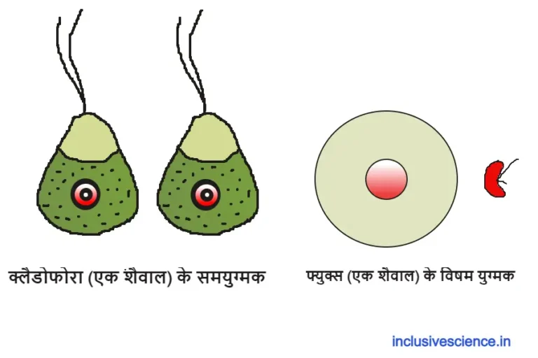 लैंगिक प्रजनन, sexual reproduction in hindi
