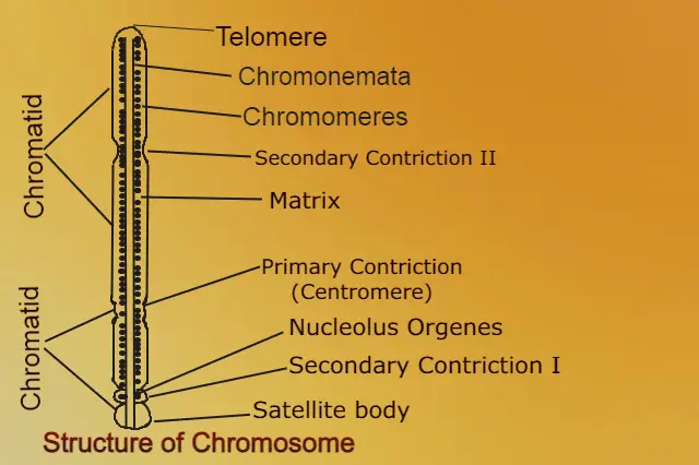 गुणसूत्र क्या है Chromosome in Hindi)