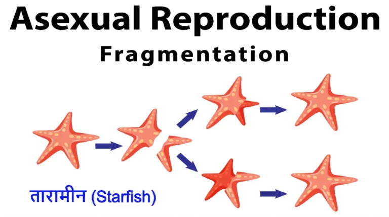 Asexual reproduction in hindi