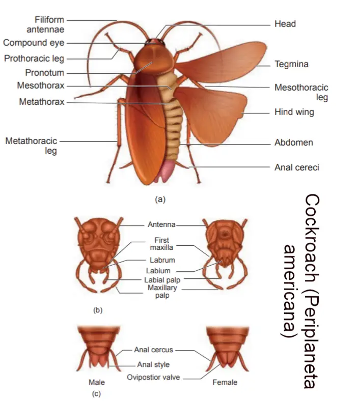 तिलचट्टा, Cockroach in hindi