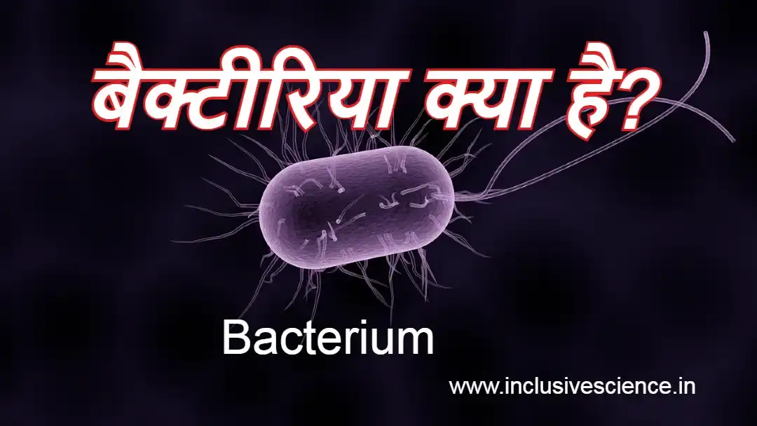 बैक्टीरिया किसे कहते है