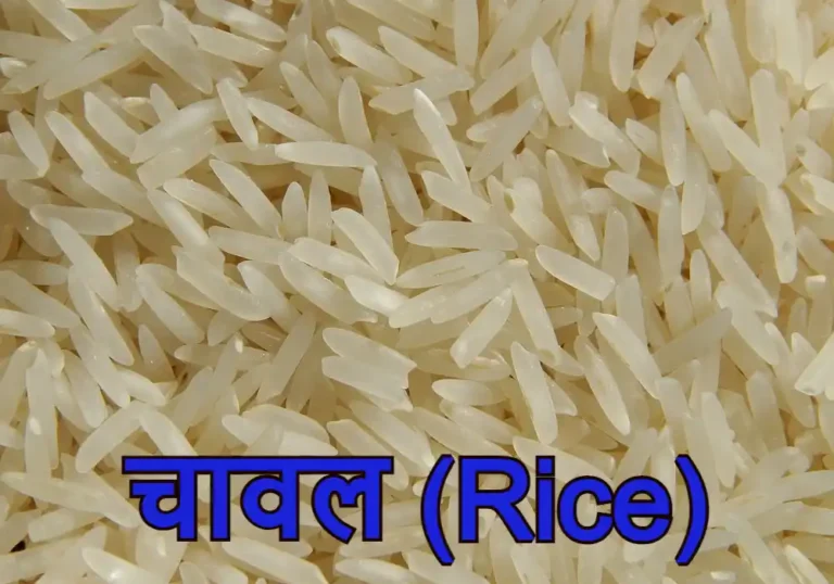 chaval, चावल, rice in hindi