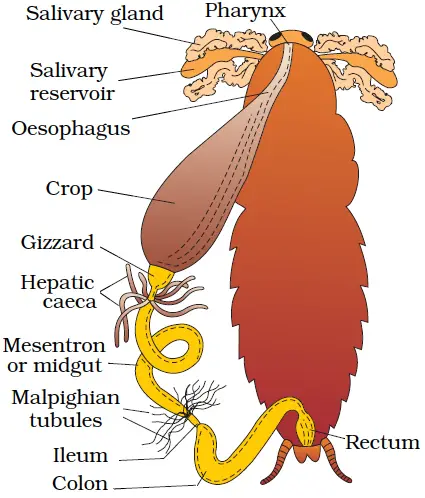 Digestive system of cockroach