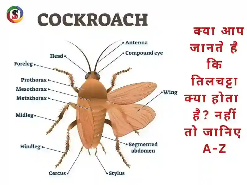 तिलचट्टा क्या होता है Cockroach in hindi