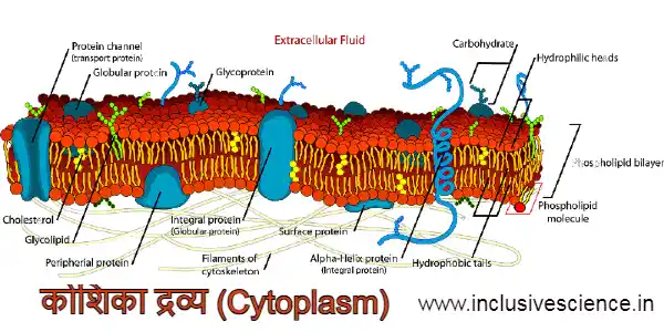 Plasma membrane in Hindi, कोशिका झिल्ली 