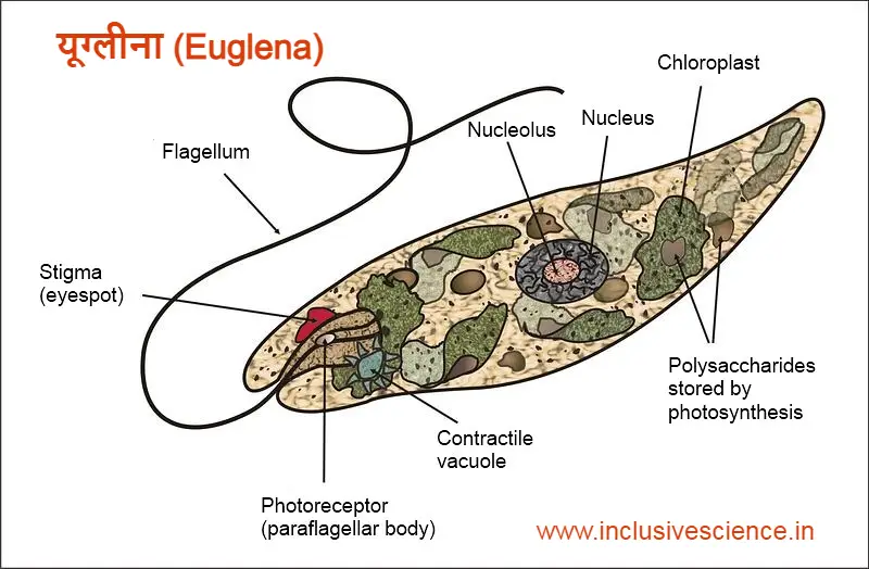 यूग्लीना, euglena in hindi