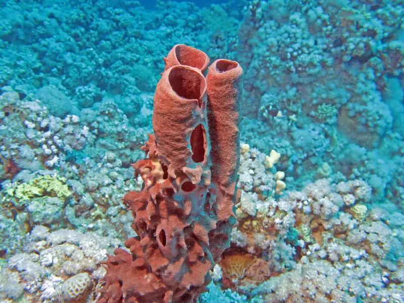 phylum porifera