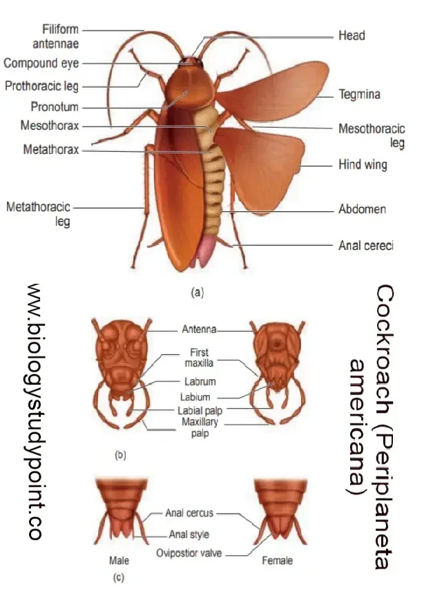 तिलचट्टा क्या होता है? Cockroach in Hindi