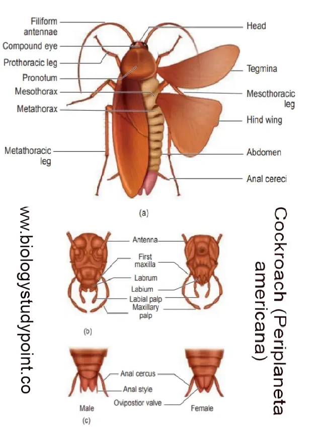 cockroach