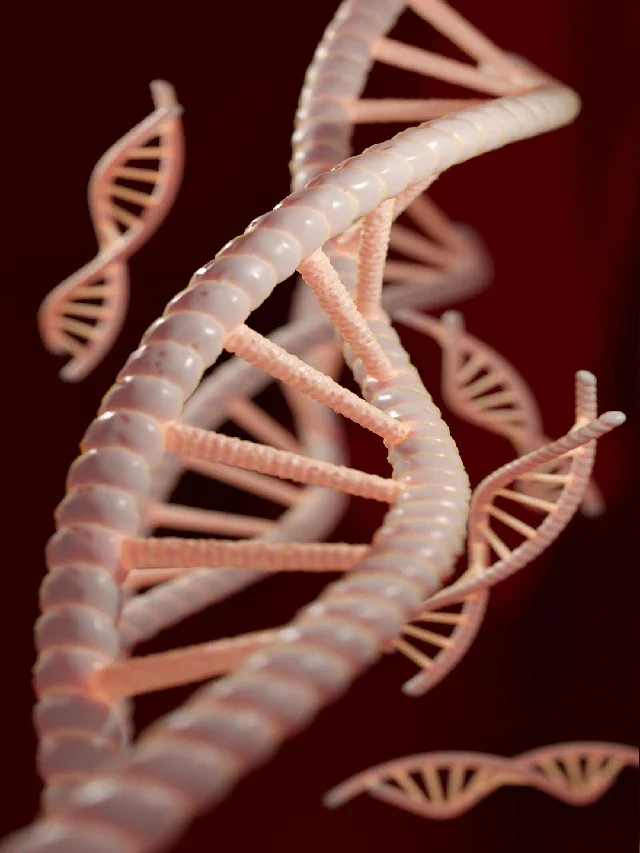 What is DNA replication? Know more