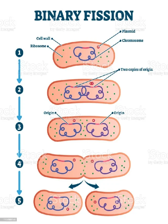 Asexual Reproduction जानें यह कैसे और कितने प्रकार का होता है