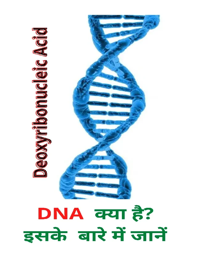 DNA क्या है? What is DNA in Hindi?