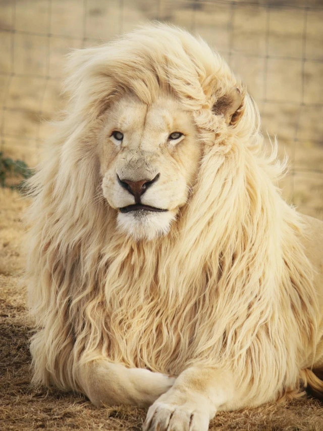 vertebrates and invertebrates