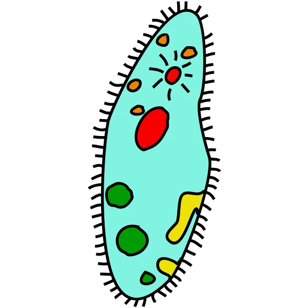 what is paramecium