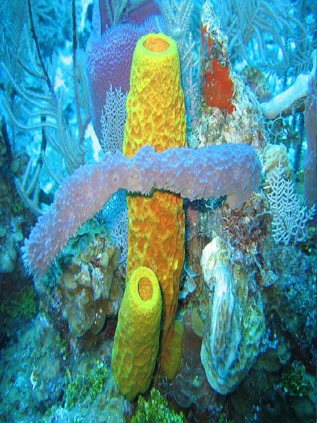 phylum porifera