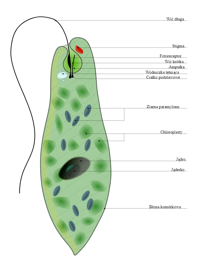 phylum protozoa