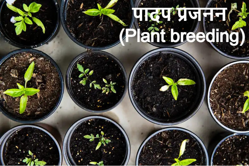 plant breeding in hindi