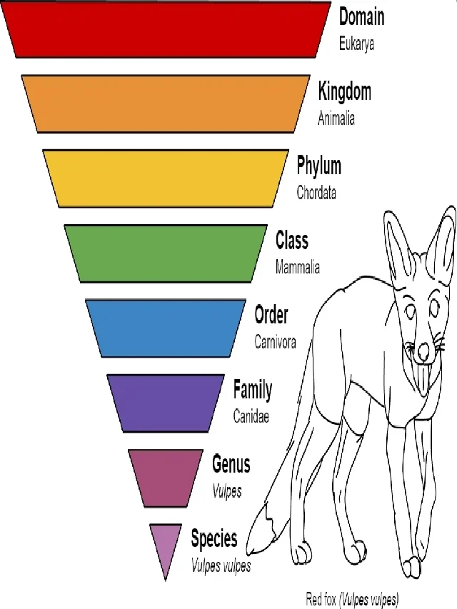 वर्गीकरण क्या है? Taxonomy in hindi