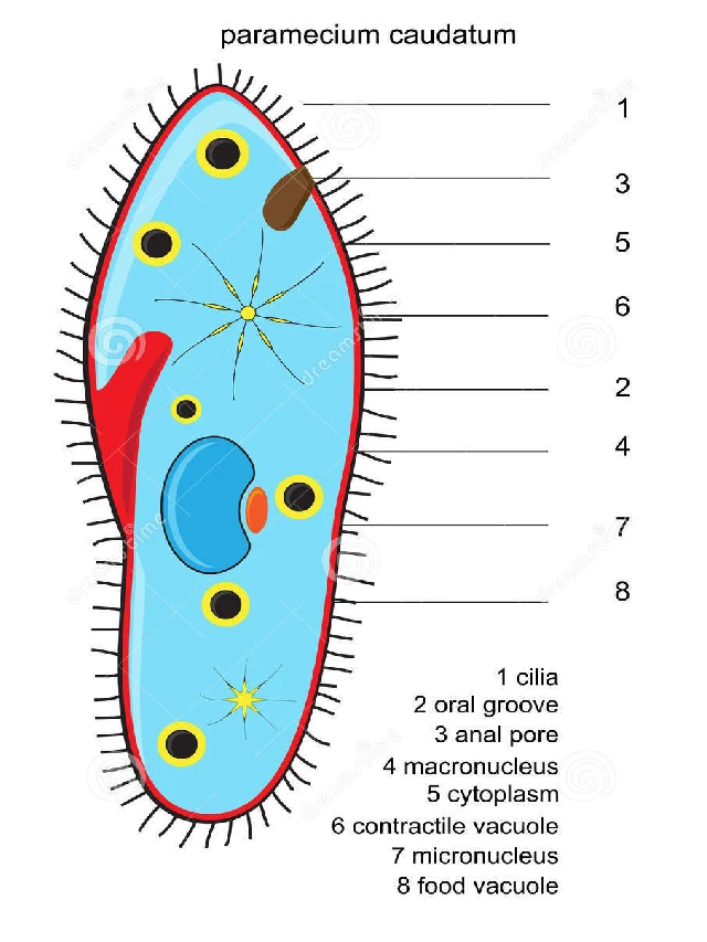 what is paramecium