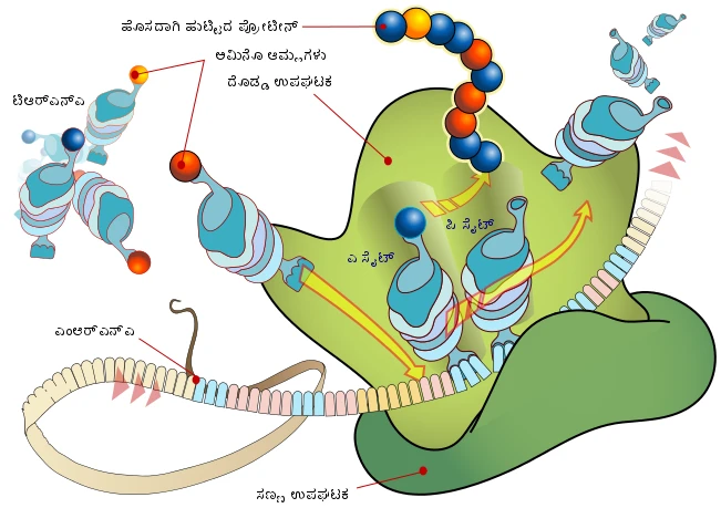 ribosome in Hindi