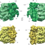 Ribosome