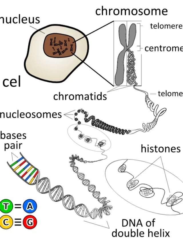 What is Chromosome? इसके बारे में महत्वपूर्ण जानकारी