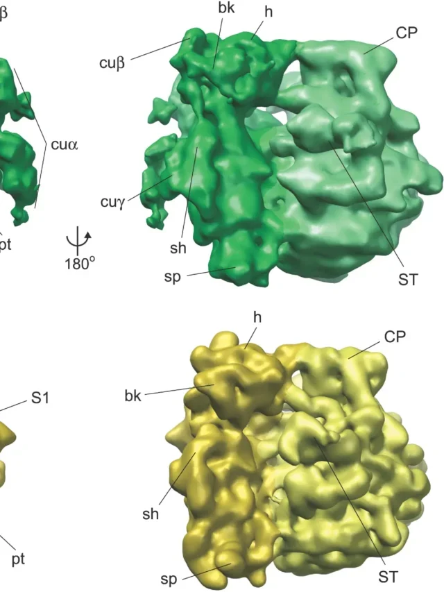 Ribosome, प्रकार, खोज, जानिए क्या है इसका काम