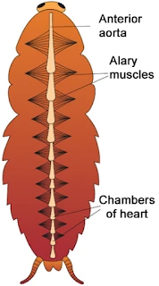 circular system of cockroach