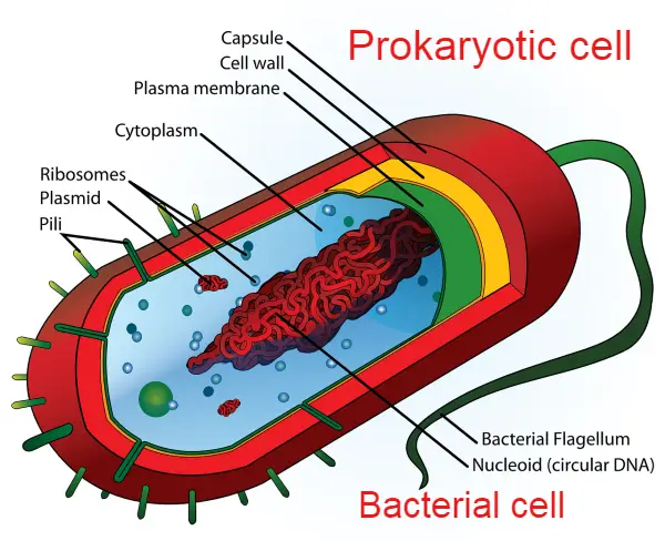 prokaryotic cell, प्रोकर्योटिक कोशिका, bacterial cell