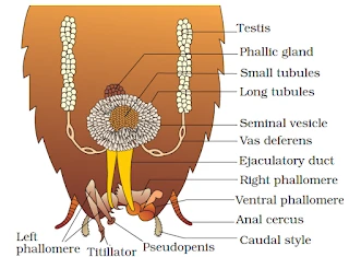Male Reproductive system of cockroach