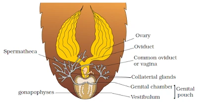 female Reproductive system of cockroach