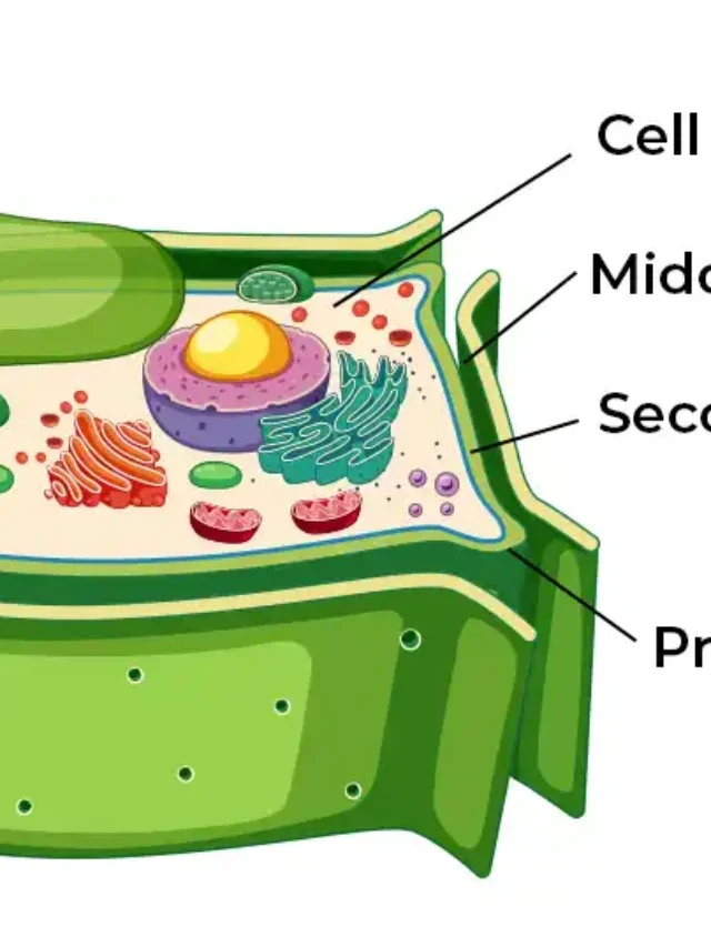 Cell Wall | Definition, Function, Discovered, in easy language