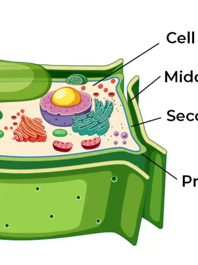 कोशिका भित्ति cell wall in hindi koshika bhitti