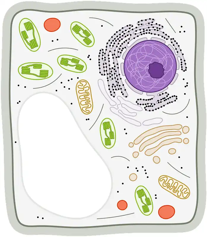 Eukaryotic cell,  Plant cell