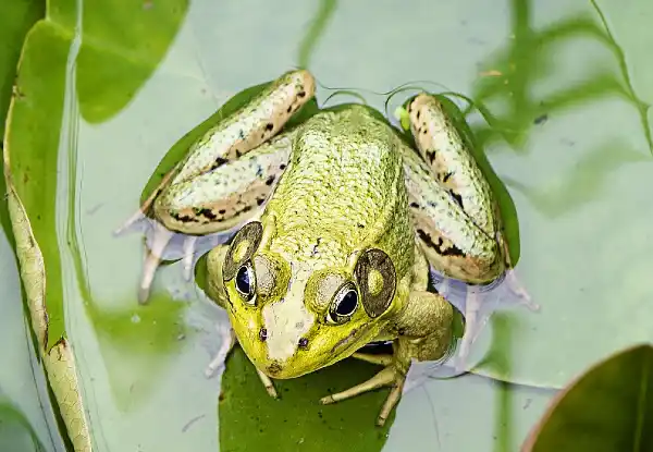 frog, zoology in Hindi, biology in hindi