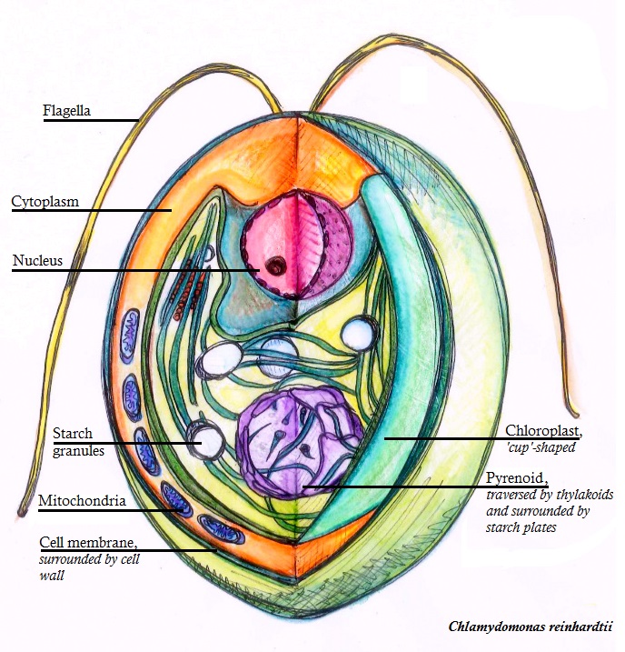 Chlamydomonas, plant kingdom, पादप जगत 
