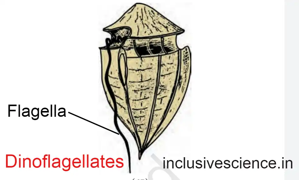 Dinoflagellates, प्रोटिस्टा जगत 