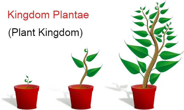 Plant kingdom पादप जगत